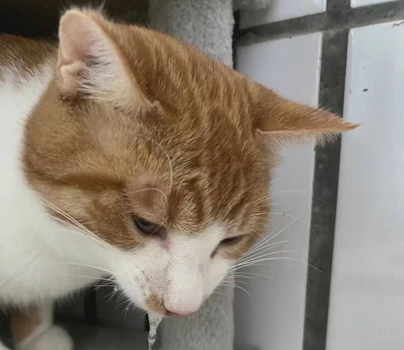 新猫到家后呕吐猫粮是为什么？