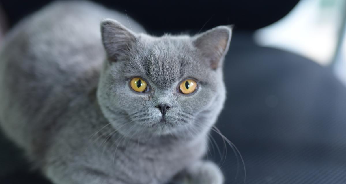 猫粮自动开机怎么回事？如何解决这一问题？