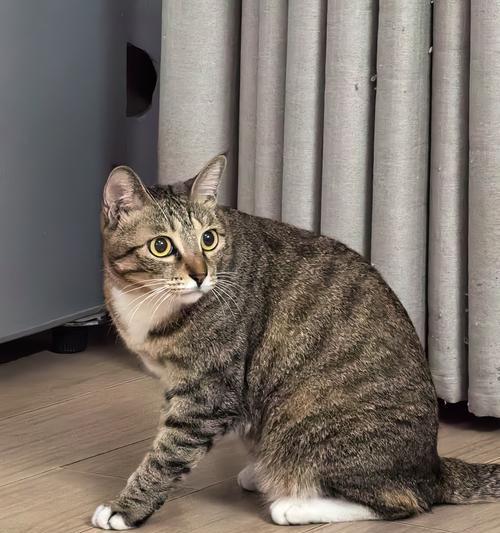 狸花猫一个月大应该吃什么猫粮？