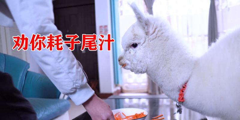 羊驼误食棉签后会有哪些反应？如何处理羊驼误食棉签的情况？