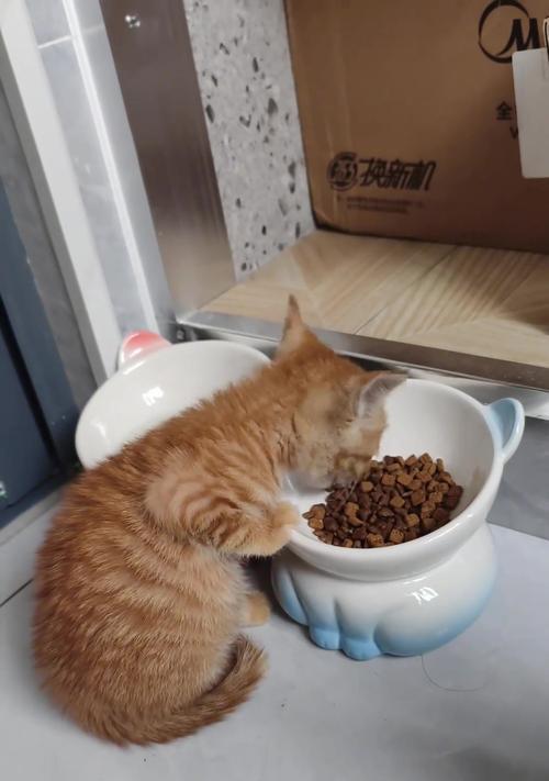 猫咪用手捧着猫粮吃有什么影响？这样做是否卫生？