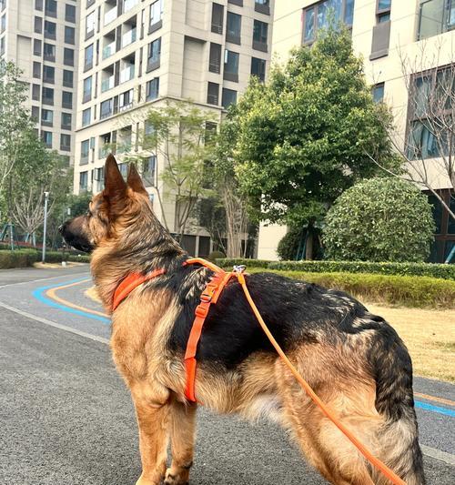 德牧的理想体型高度是多少米？如何训练达到标准体型？