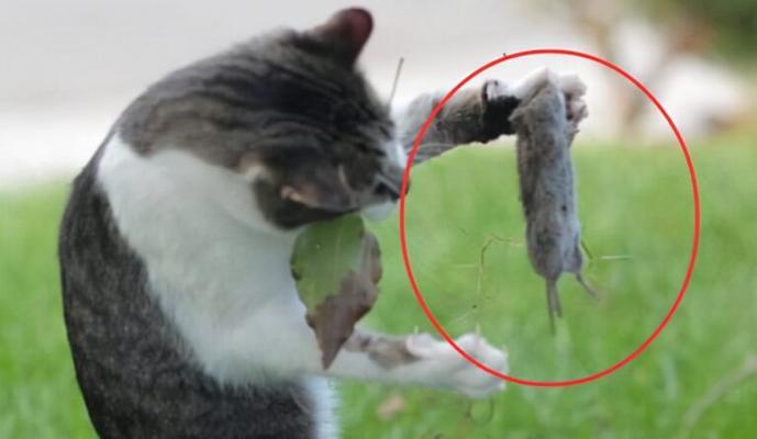 如何防止猫咪吃老鼠？