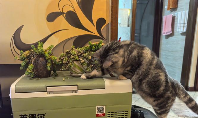 猫咪刨土行为背后的原因是什么？