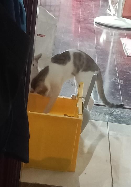 猫咪刨土行为背后的原因是什么？