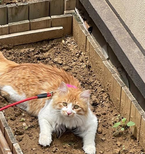 猫咪刨土行为背后的原因是什么？