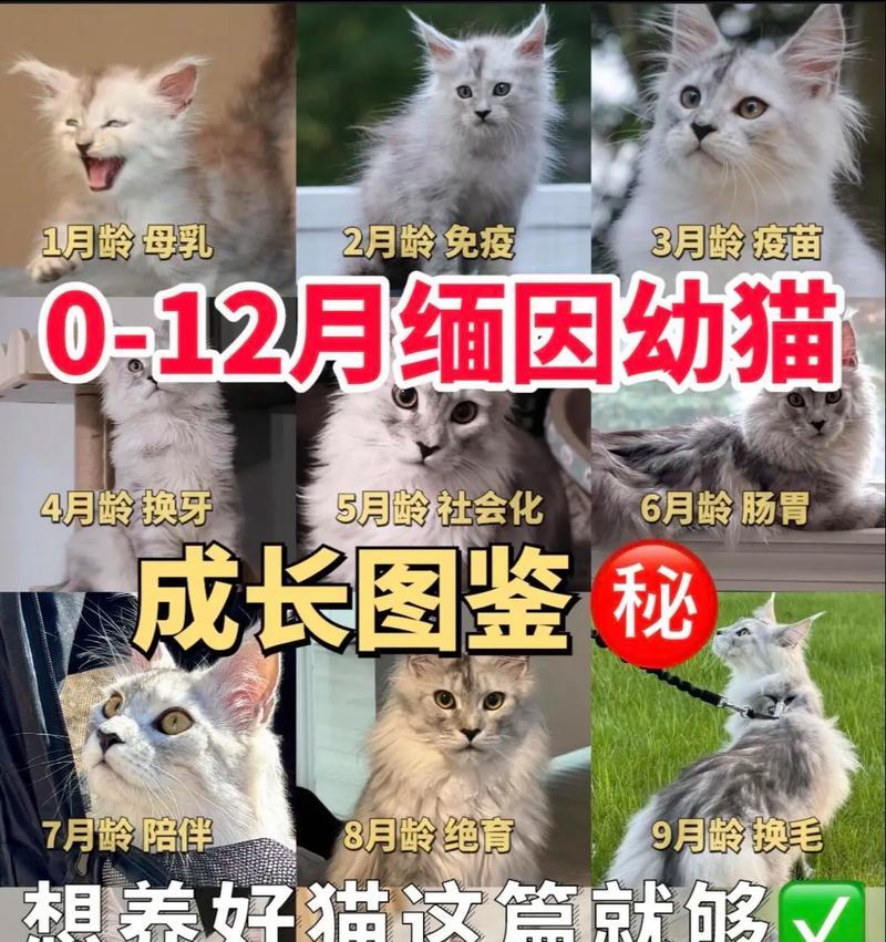免疫猫适合哪种猫粮？如何选择增强免疫力的猫粮？