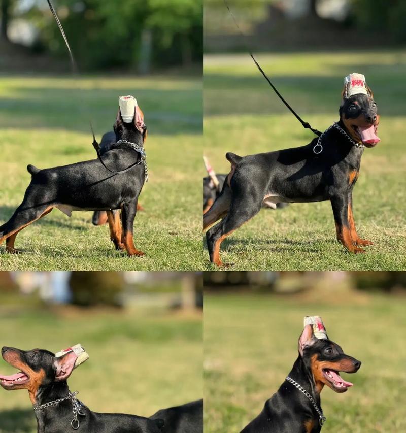 哪些宠物适合与杜宾犬共同生活？