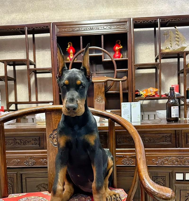 哪些宠物适合与杜宾犬共同生活？