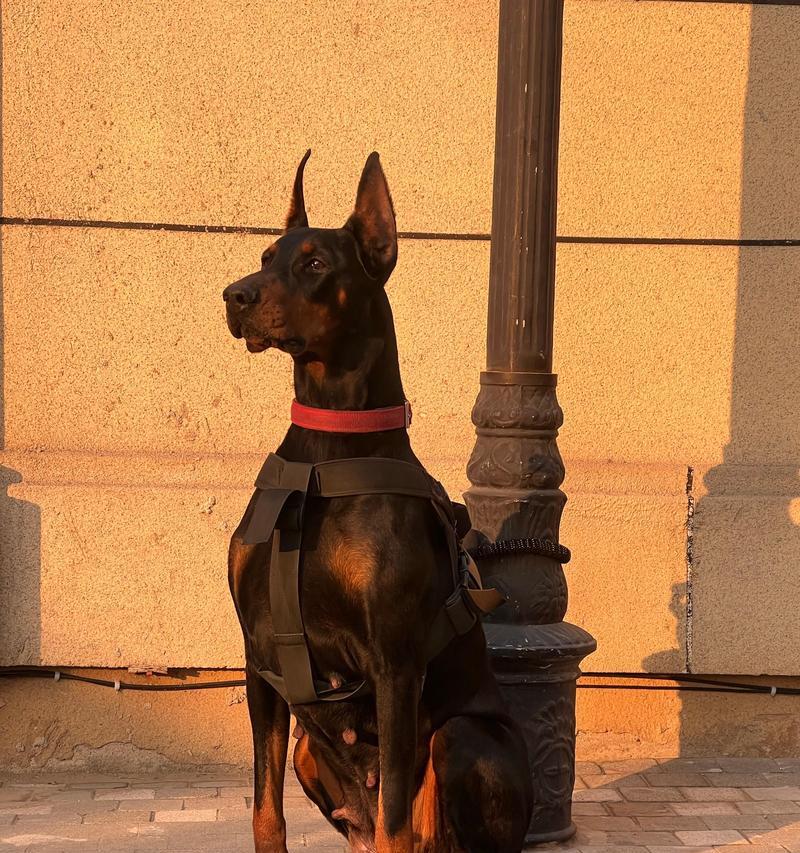 哪些宠物适合与杜宾犬共同生活？
