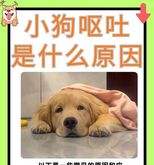 狗误食猫粮为何会呕吐？猫粮对狗的消化系统有何影响？