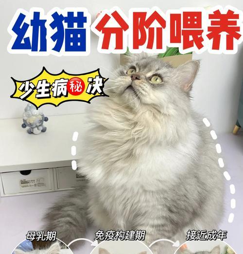 幼猫每天应该什么时候喂食？喂食时间对成长有何影响？