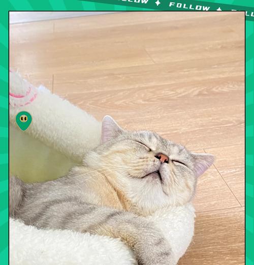 猫突然换粮后死亡的原因是什么？