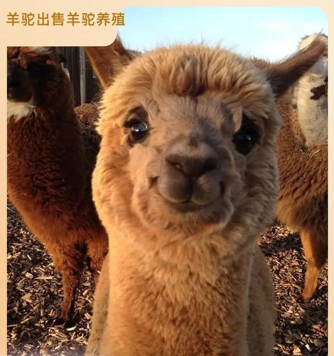 羊驼价格是多少？购买需要办理许可证吗？