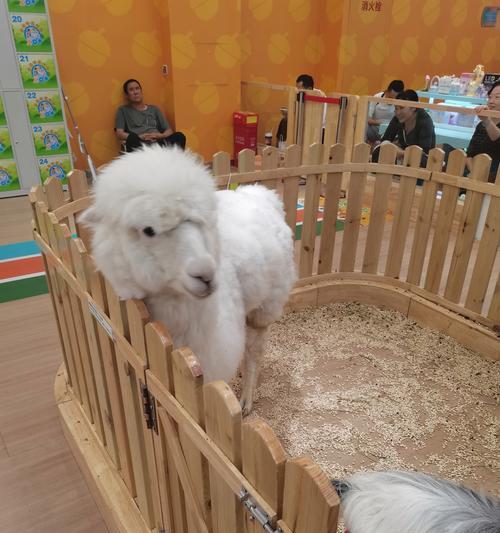 羊驼价格是多少？购买需要办理许可证吗？