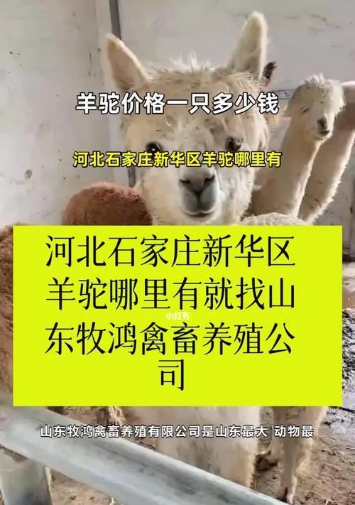 羊驼价格是多少？购买需要办理许可证吗？