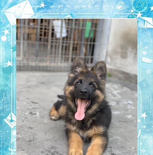 德牧幼犬发烧治疗需要多少费用？