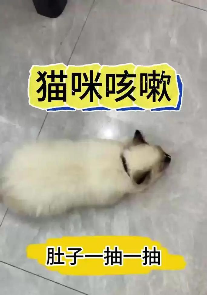 猫咪不吃猫粮且咳嗽该如何处理？