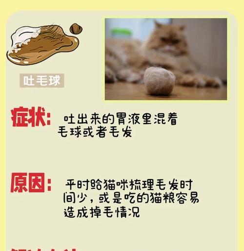 猫咪吃了猫粮后呕吐怎么办？可能的原因和解决方法是什么？