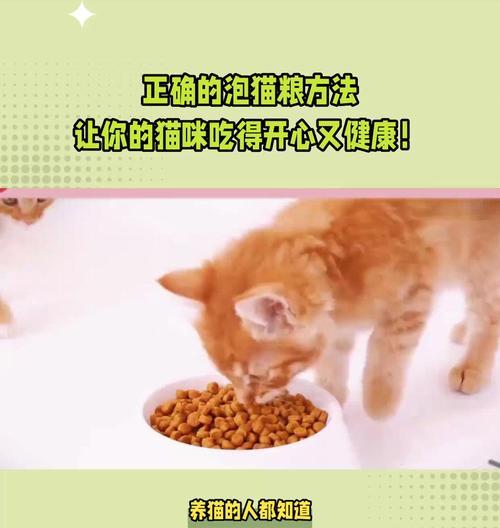 白水泡猫粮可以吗怎么泡