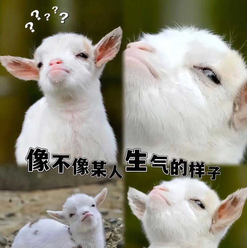 沙雕羊驼表情包的名称是什么？在哪里可以找到？