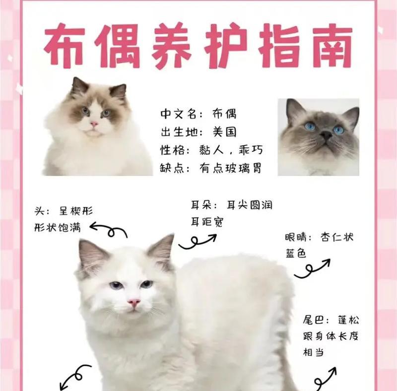 布偶猫喂食乳鼠是否合适以及正确的喂养方法是什么？