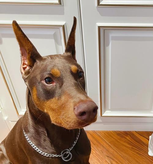 山东代购杜宾犬狗粮怎么样？购买时应注意哪些问题？