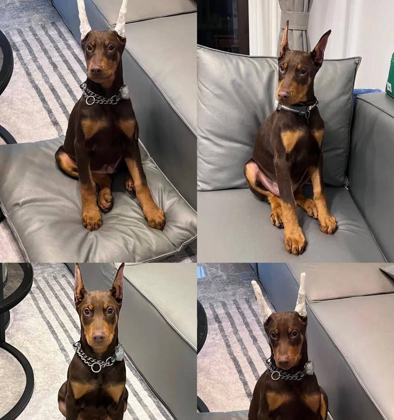 山东代购杜宾犬狗粮怎么样？购买时应注意哪些问题？