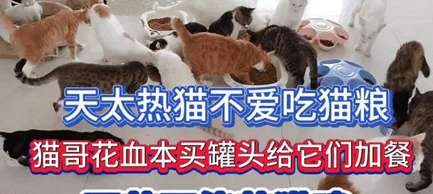 为什么猫咪只吃罐头不吃猫粮？