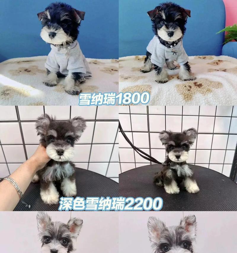 雪纳瑞防抓脚套的市场价格是多少？