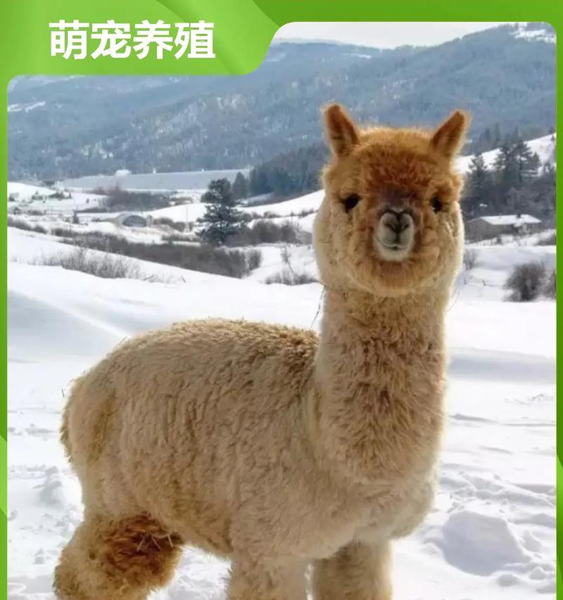 羊驼的起源是什么？
