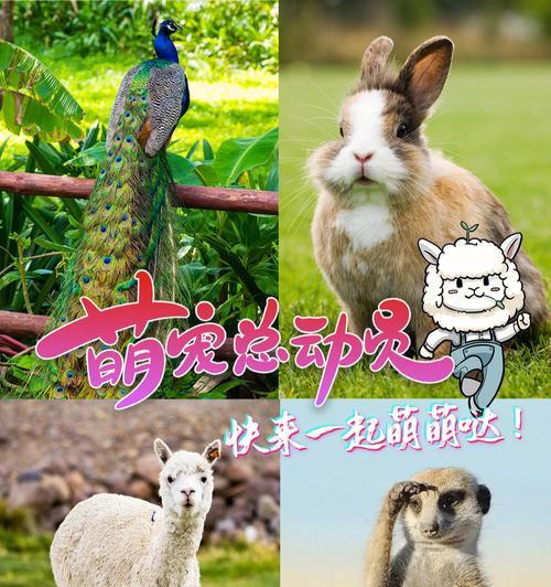羊驼家的小奶豆怎么做？羊驼家的小奶豆的制作方法是什么？