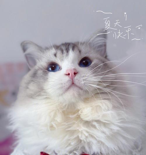 比利时欧帝亿猫粮的用户评价如何？适合哪些猫咪？