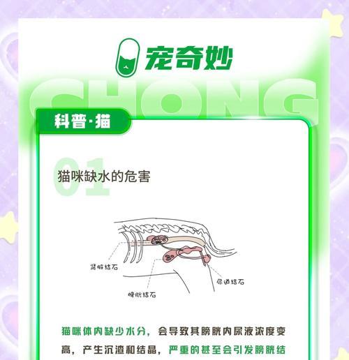 猫咪换粮后不爱喝水的解决方法是什么？