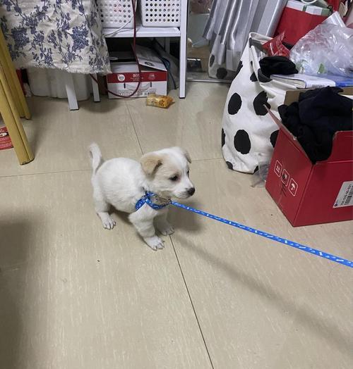 拉布拉多串串的正确饲养技巧是什么？