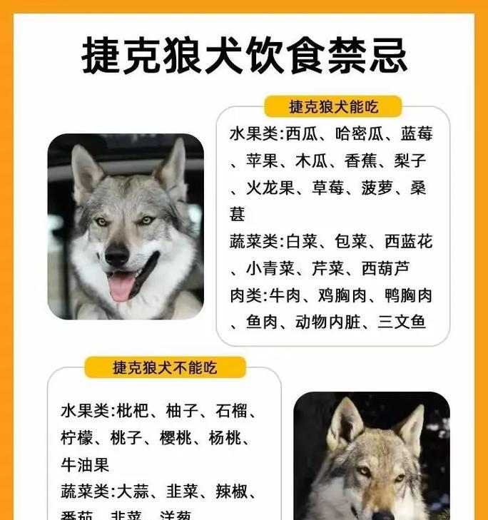 夏天狼狗每天应该吃几顿狗粮？