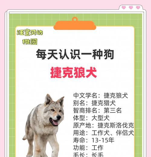 夏天狼狗每天应该吃几顿狗粮？