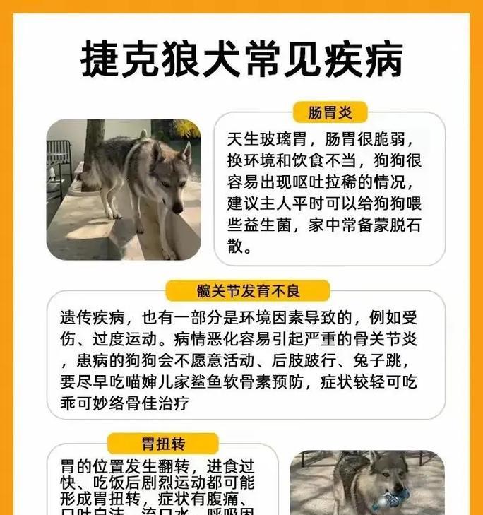 夏天狼狗每天应该吃几顿狗粮？