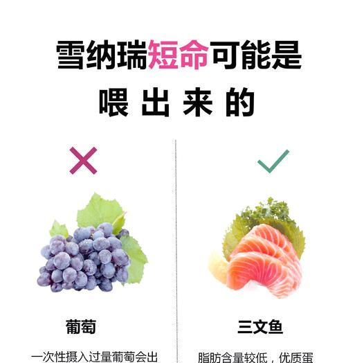 四个月雪纳瑞吃多少？如何合理安排雪纳瑞的饮食？