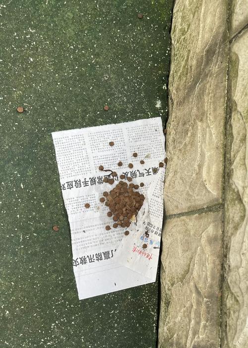 流浪猫如何正确投喂猫粮？猫屋投喂有哪些注意事项？
