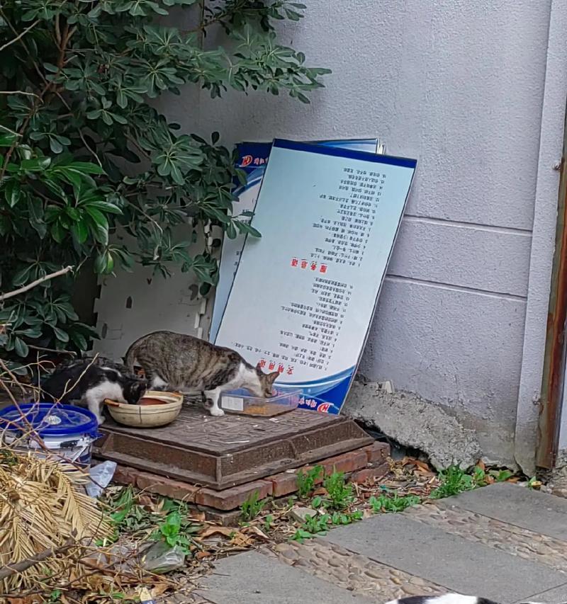 流浪猫如何正确投喂猫粮？猫屋投喂有哪些注意事项？