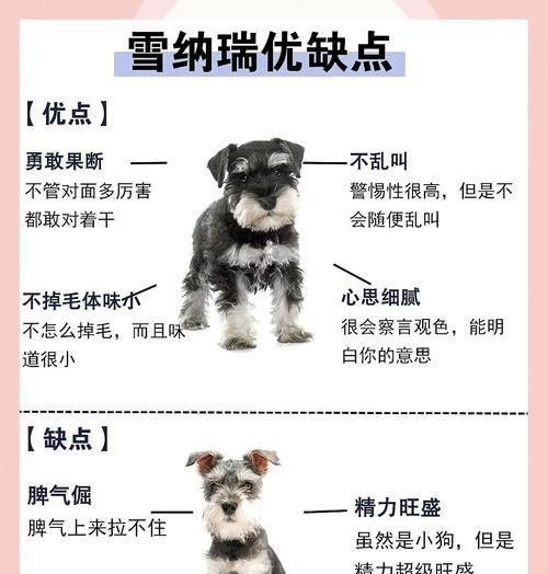 两岁雪纳瑞配种需要多长时间？配狗过程中应注意什么？