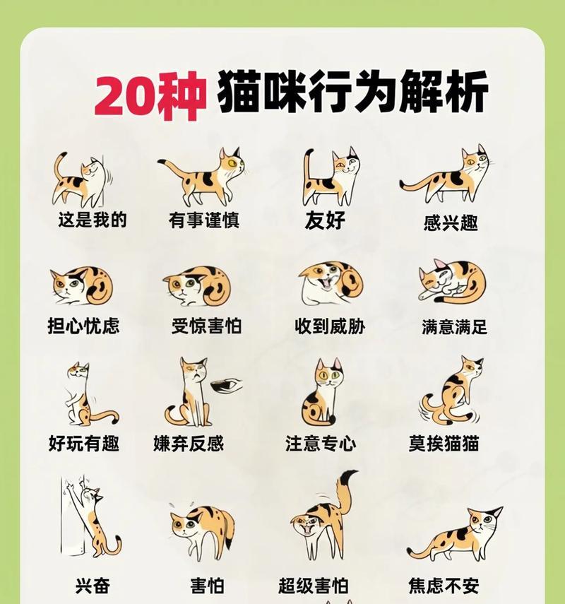 猫为何会捞粮吃？这种行为背后的原因是什么？