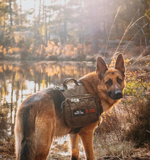 退役的德牧警犬能享受医保吗？费用大概是多少？
