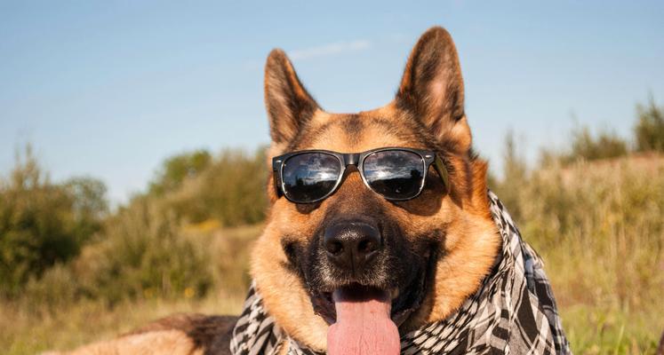 退役的德牧警犬能享受医保吗？费用大概是多少？