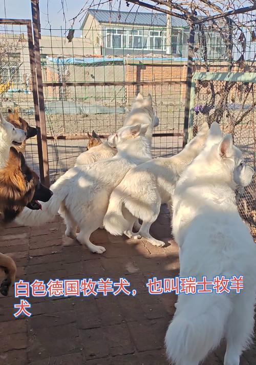 白德牧是否亲人？能配种吗？价格是多少？