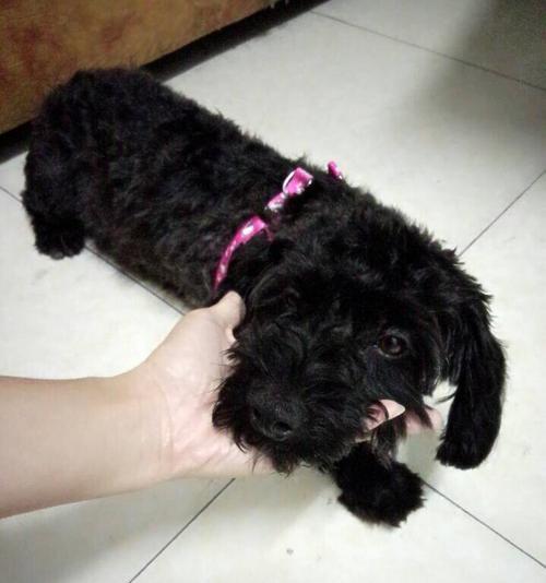 黑色羊驼卷毛是什么狗啊？这种狗狗有什么特点？
