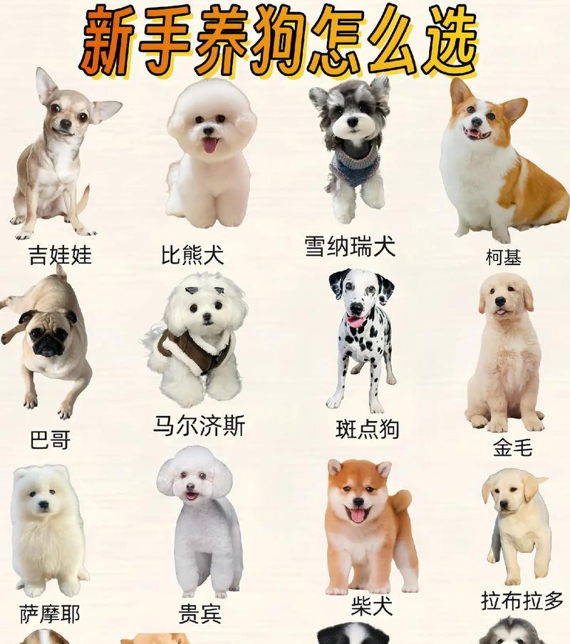 哪些宠物犬品种最酷？它们有何特点？