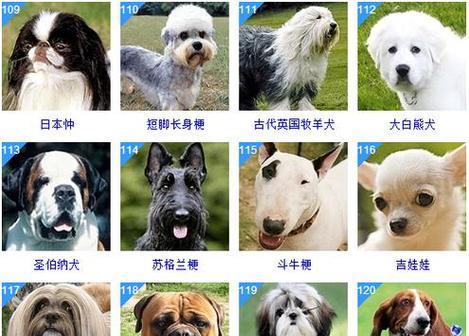 哪些宠物犬品种最酷？它们有何特点？