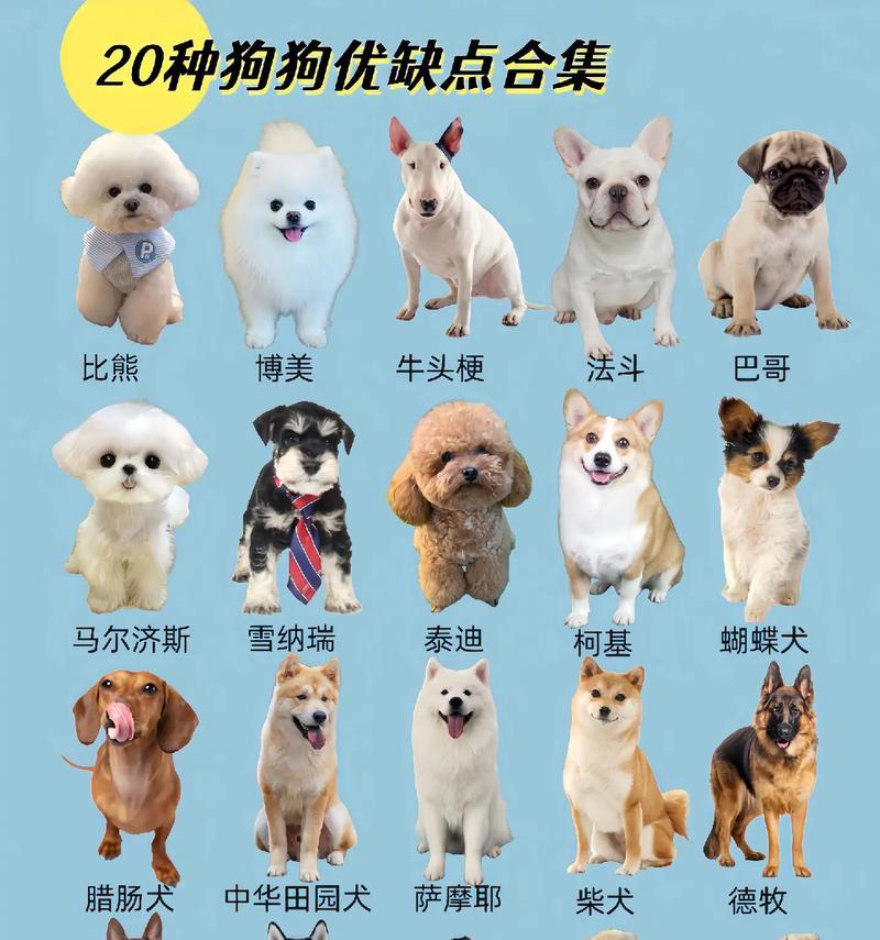 哪些宠物犬品种最酷？它们有何特点？